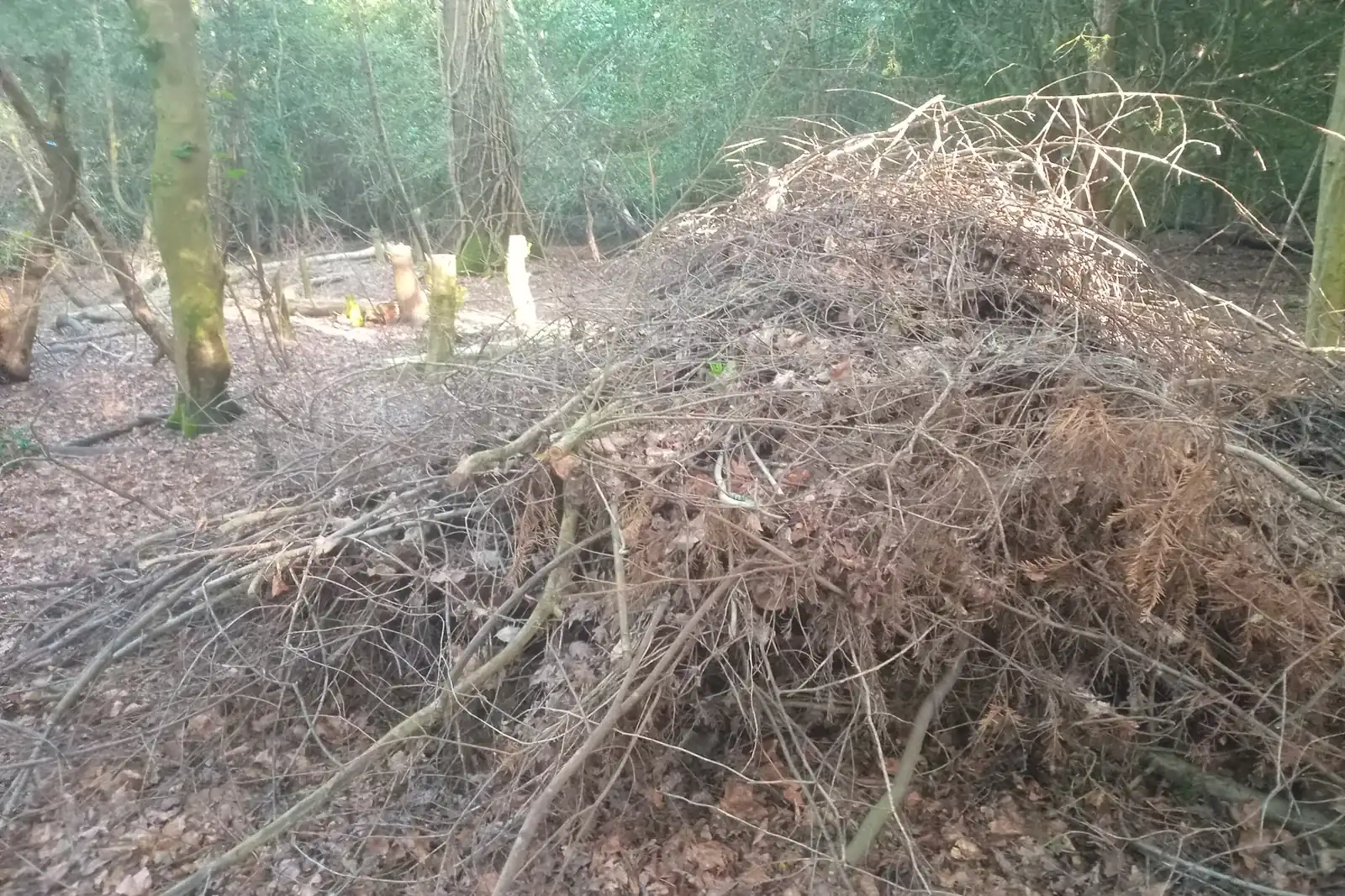 Yard Waste and Brush Removal in Chicopee